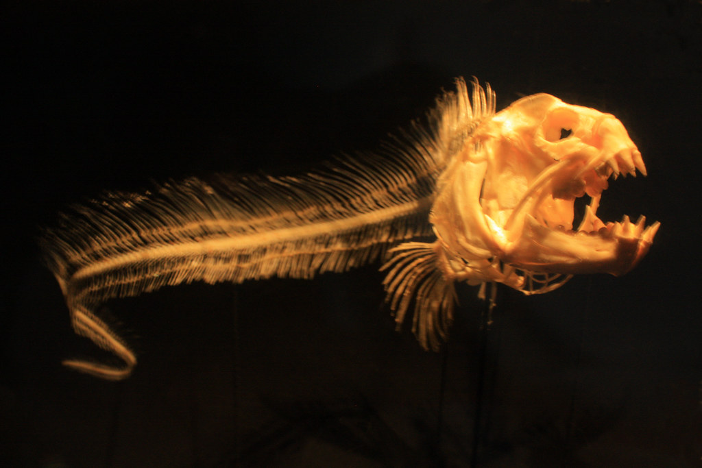 Wolf eel skeleton at the Monterey Bay Aquarium Ryan DeLuca Flickr