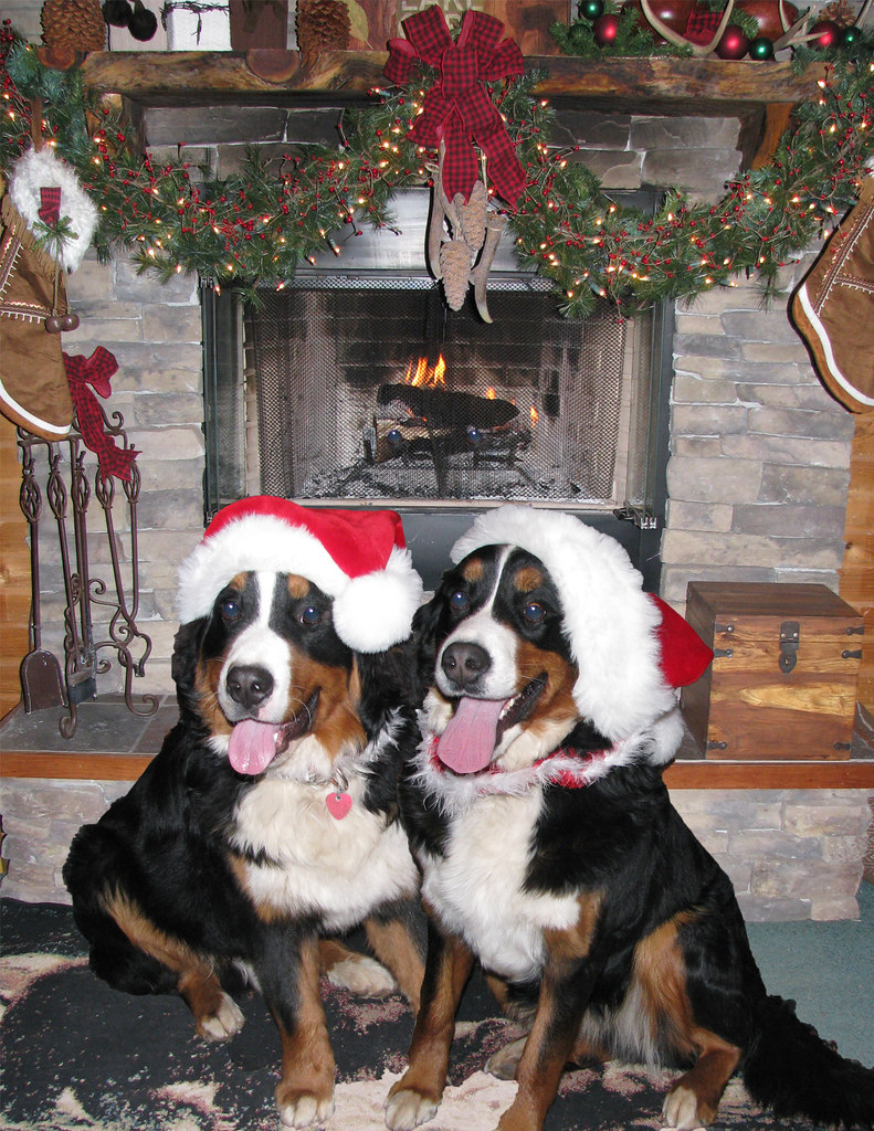Berners Merry Christmas cruthee Flickr
