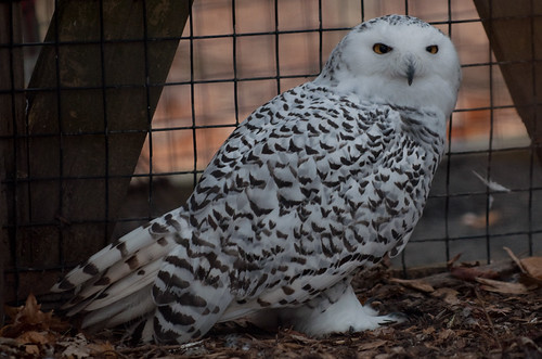 Snowy Owl Nedra Flickr