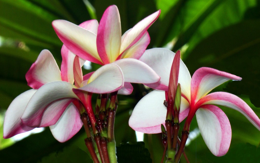 FRANGIPANI / PLUMERIA 15 (Bangla = কাঠ গোলাপ) … Flickr