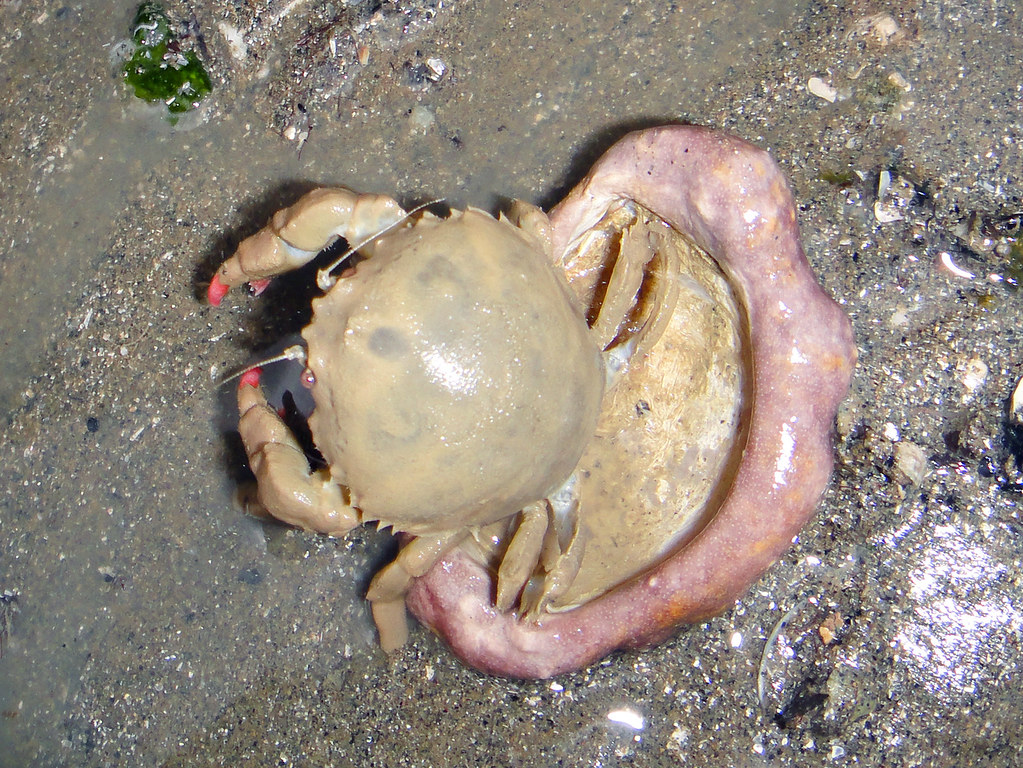 Sponge crab (Family Dromiidae) More about this crab on the… Flickr