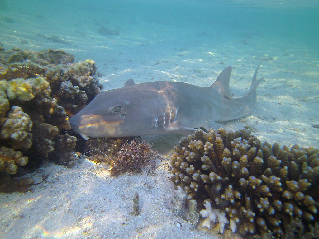 Grey bamboo shark Chiloscyllium punctatum This small sha… Flickr