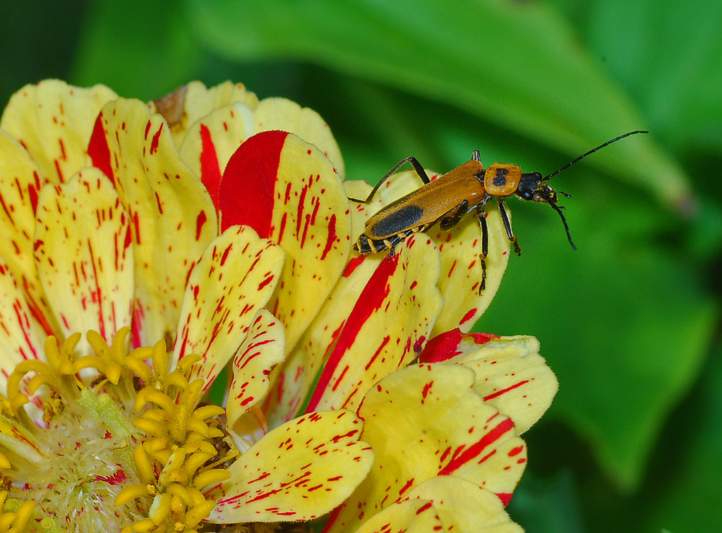 Soldier Beetle An Aug 2012 photo of Soldier Beetle eating … Flickr