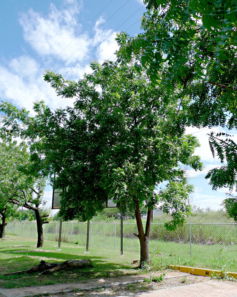 Plantas de Venezuela Arbol de Nim (Neem) Azadirachta indi… Flickr
