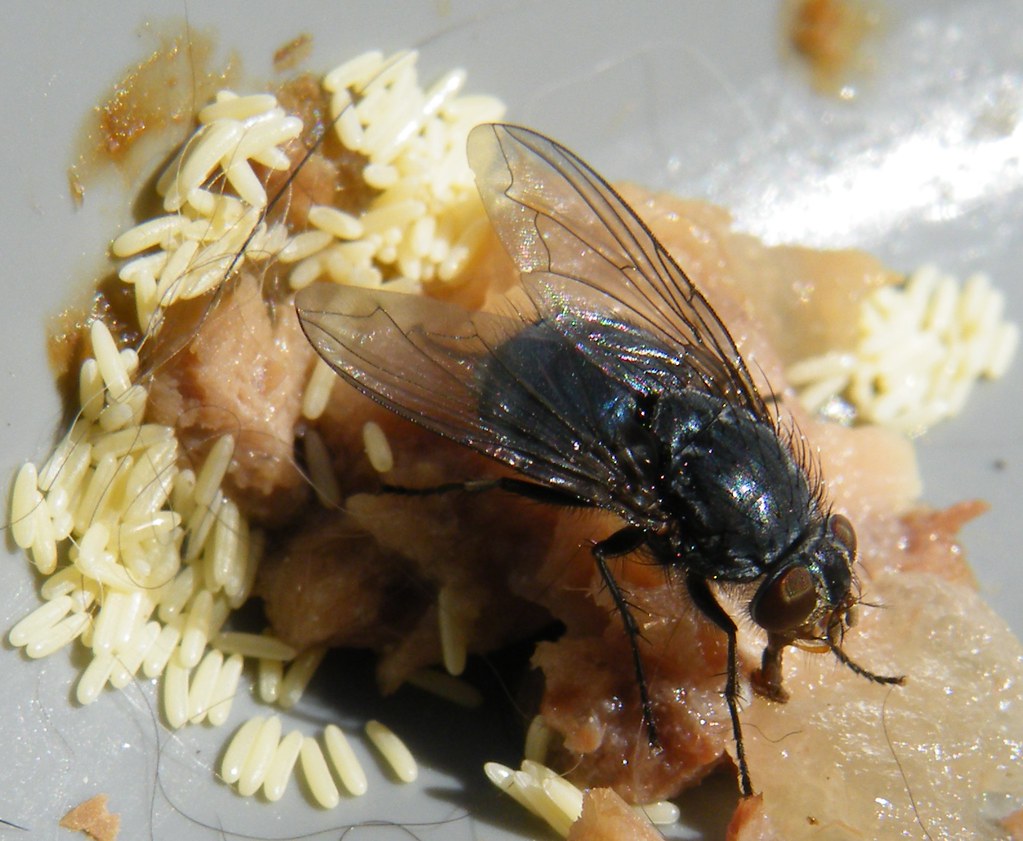 fly & eggs a fly and its eggs on cat food promet kandise Flickr