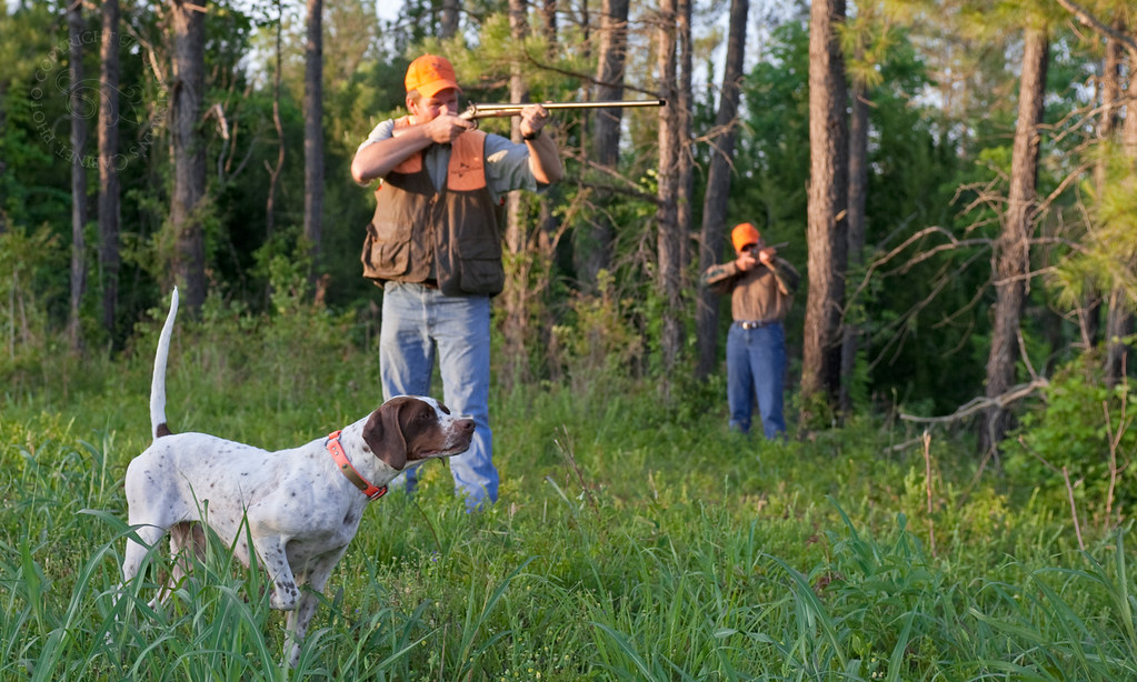 Alabama Quail Hunt Davis Quail Family Expeditions