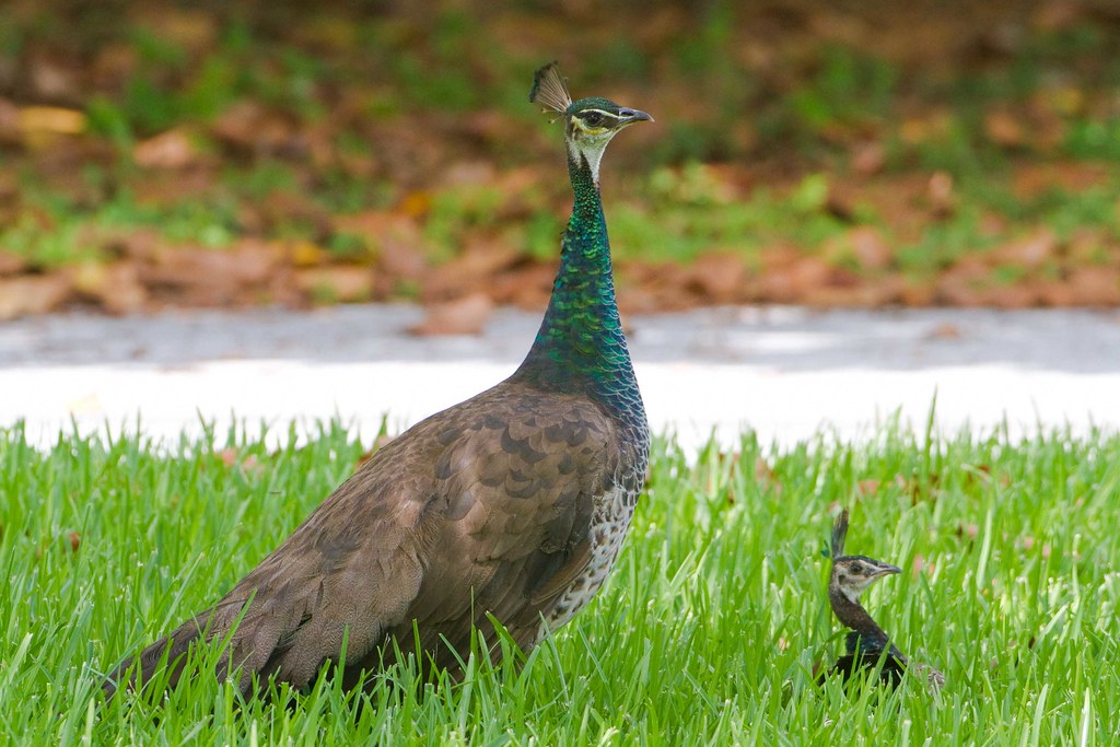 Peacocks Peacocks MiamiDade County, Florida BJ Stacey Flickr