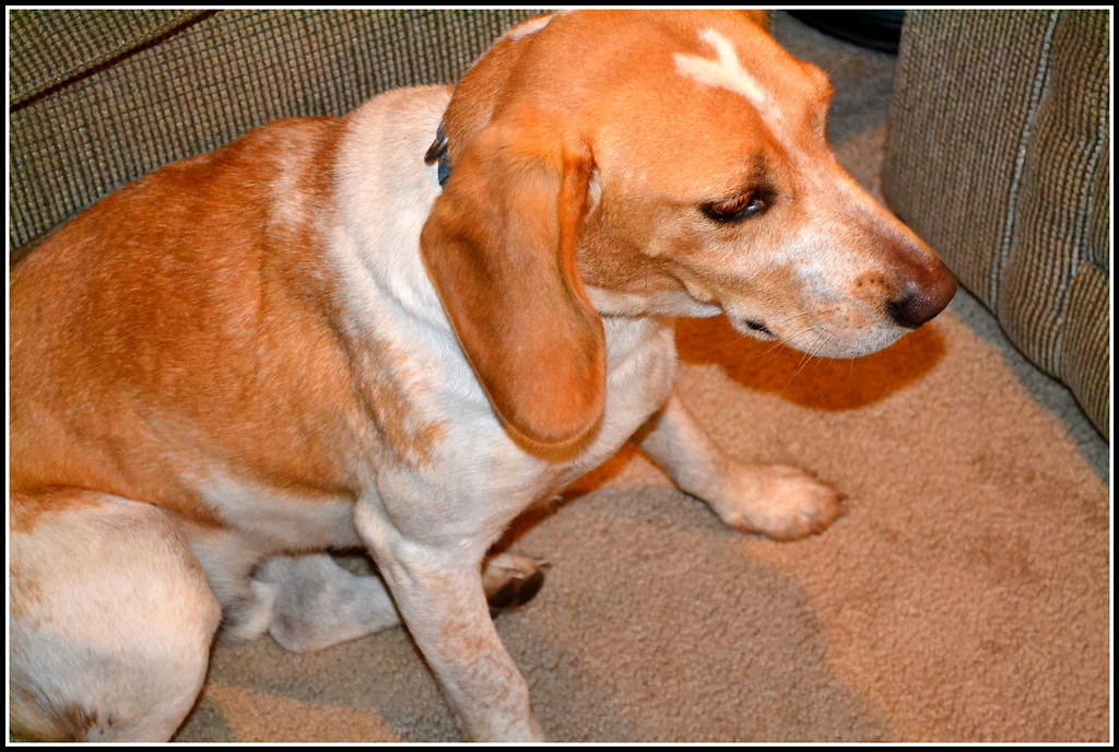 Riggins, Fox Hound, Beagle, Pet This is our dog Riggins