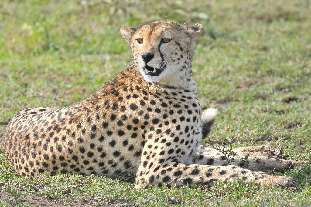 Female Cheetah at Serengeti NP in Tanzania032 11912 Flickr
