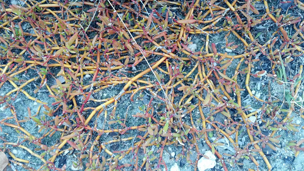 Key Largo Plants 20 Atomic Winter Flickr