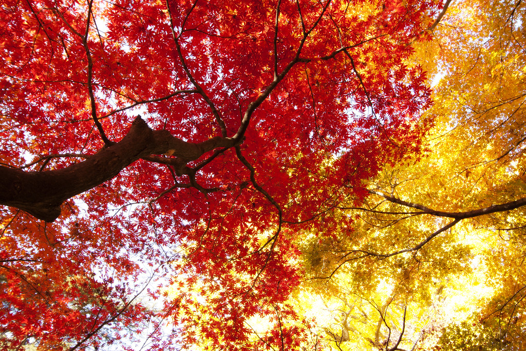 red & yellow ceiling * Yumi * Flickr