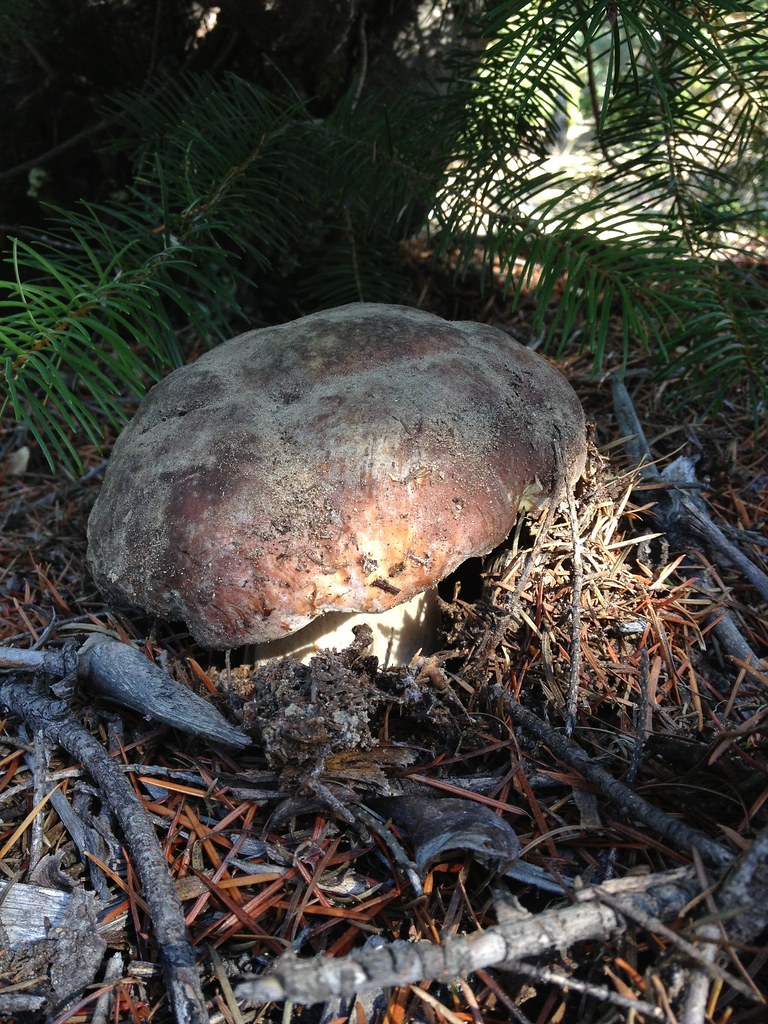 Ready for harvest Boletus regineus salabat Flickr