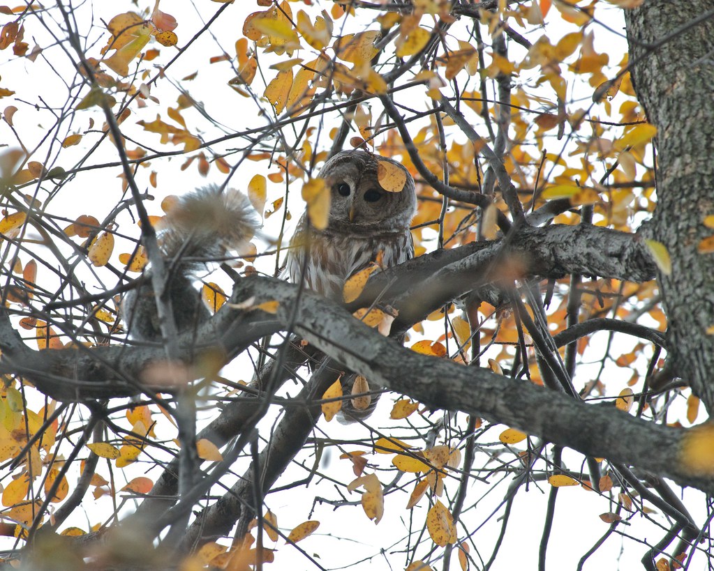 Squirrel and Barred Owl NYC Central Park / Barred Owl Squ… Flickr