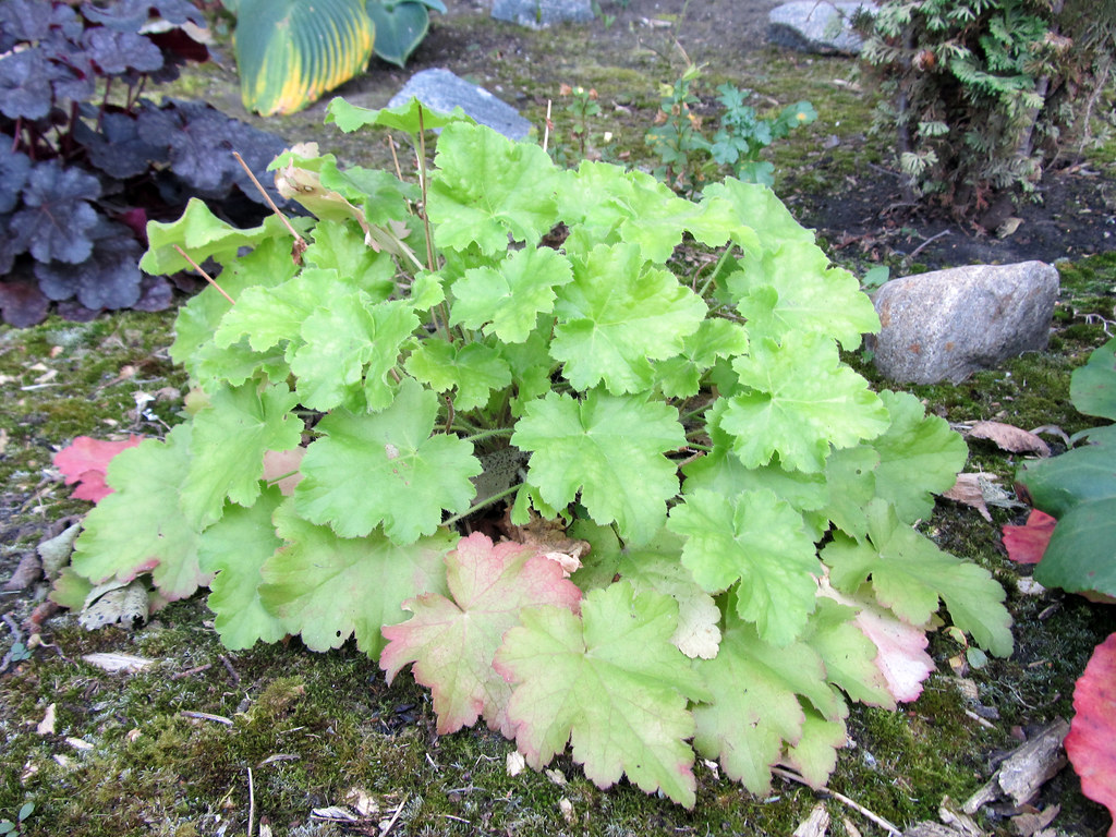 'Dolce Key Lime Pie' Coral Bells This is one of three cora… Flickr