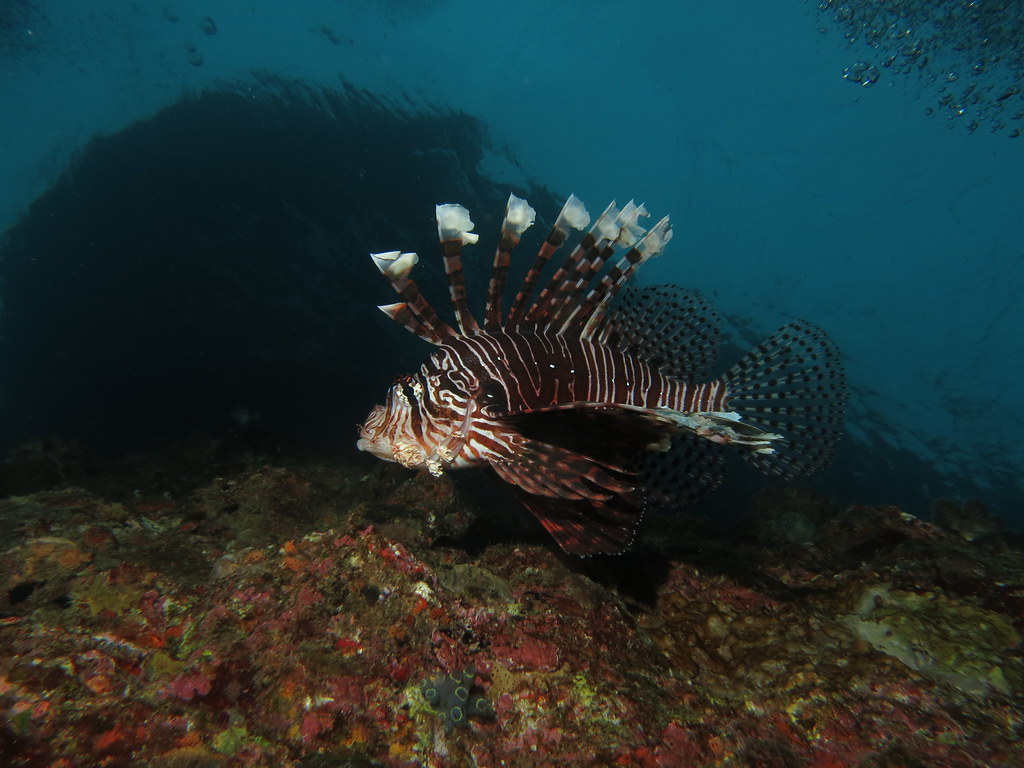 Lionfish Toilet Bowl, Okinawa, Japan 17 November 2012 chino1138