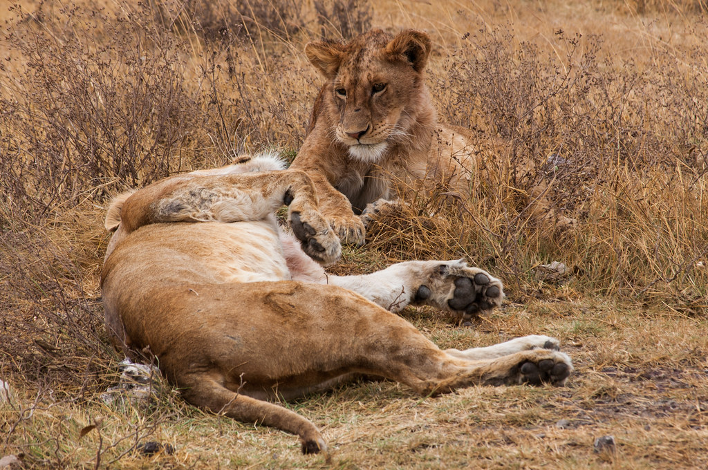ngorongoro lions Yoni Lerner Flickr