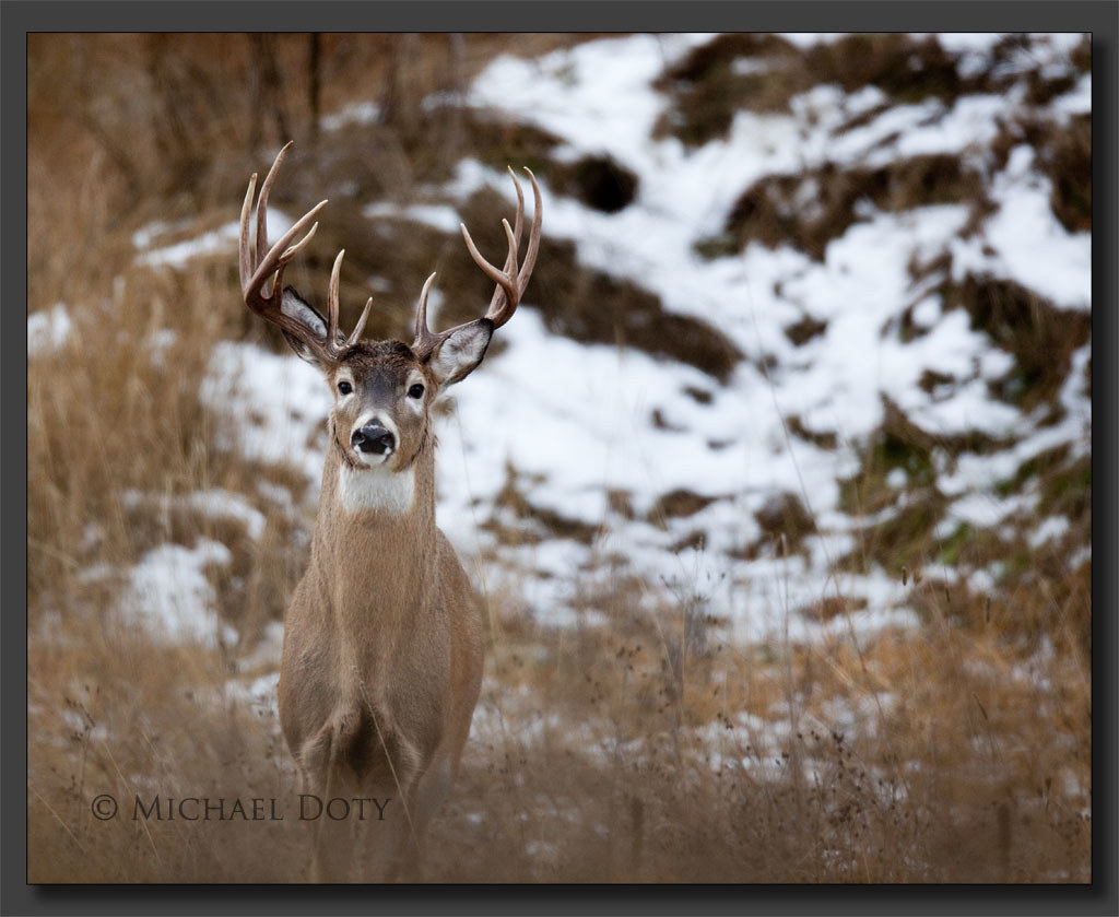 Mature Whitetail Buck A decent sized 5x7 nontypical Buck Flickr