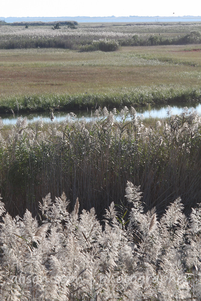 Phragmites, Mastic Beach wetlands, Long Island Terribly in… Flickr