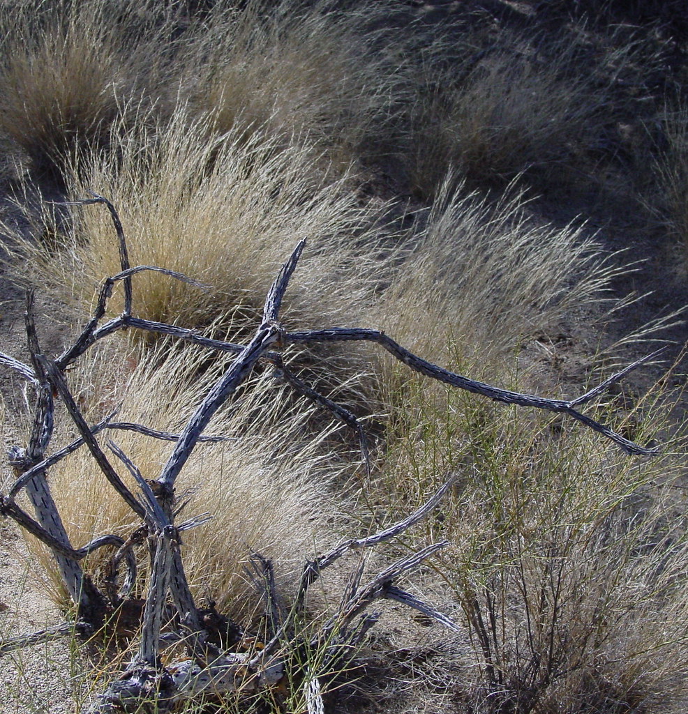 winter grass Tucson, Arizona USA Saguaro National Park Wes… Flickr