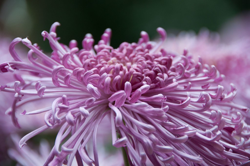 Chrysanthemum X Morifolium