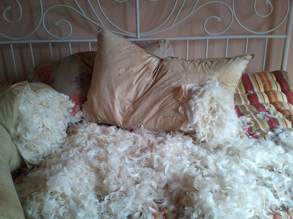 Bed of feathers Bed full of feathers.. yay p xmodel15x Flickr