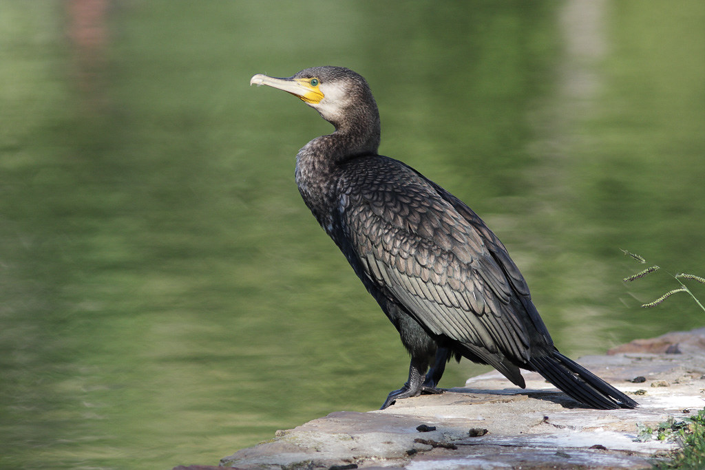 Great Cormorant Great Cormorant at Nerang Pool in Canberra… Leo Flickr