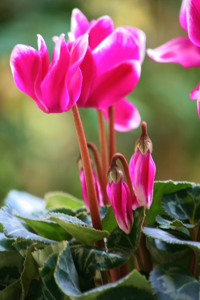Blooming Again Alpenveilchen Cyclamen Sylvi Flickr