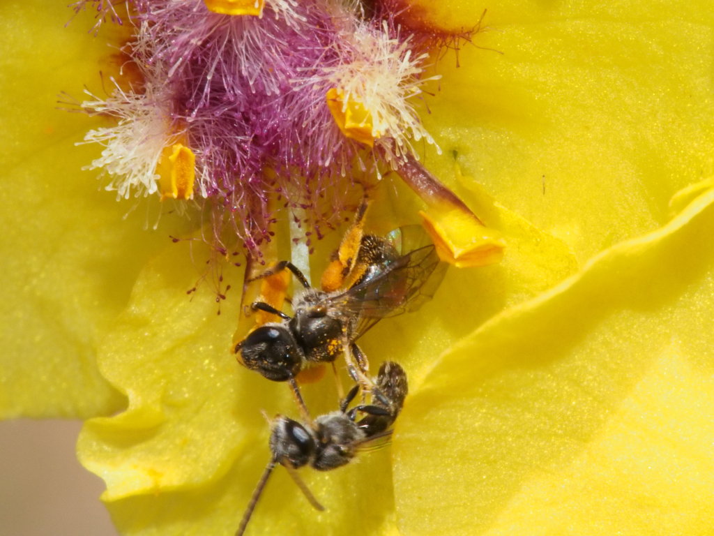 Native New Zealand Bee Native New Zealand Bee Male (long a… Flickr