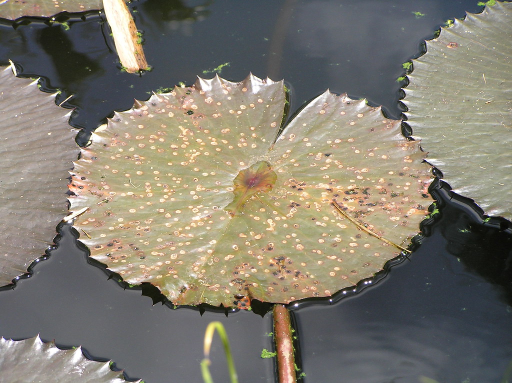 P7020364 Fungal leaf spot of water lily leaves Scot Nelson Flickr