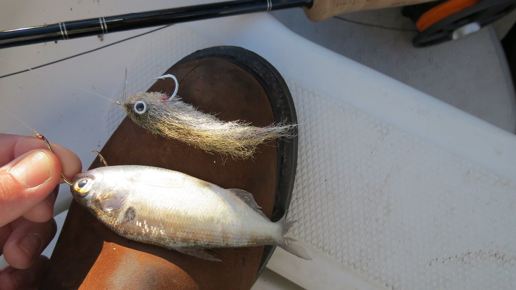 Striper Fishing on Lake Martin with Alex City Guide Servic… Flickr