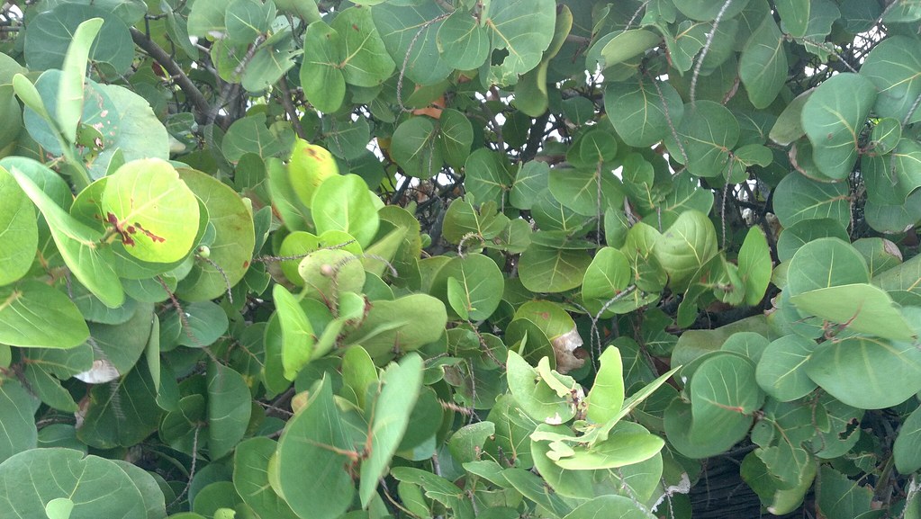 Key Largo Plants 27 Atomic Winter Flickr
