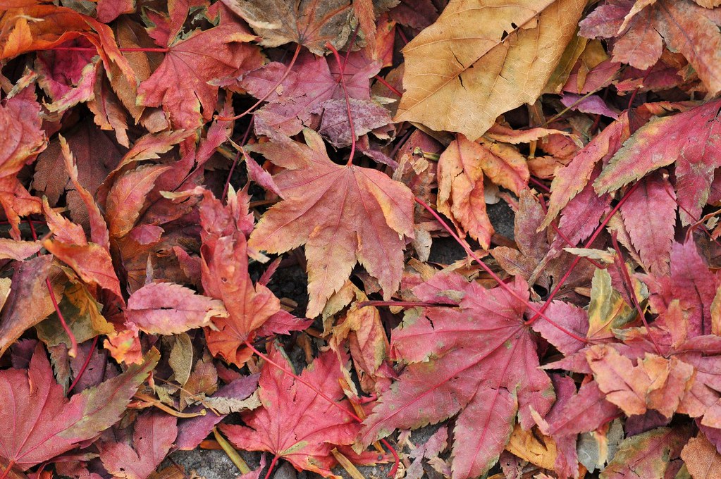 Fallen Japanese Maple Leaves Dried, pastel colored maple l… Flickr