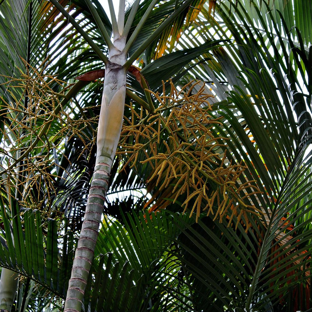 Dypsis lutescens a photo on Flickriver