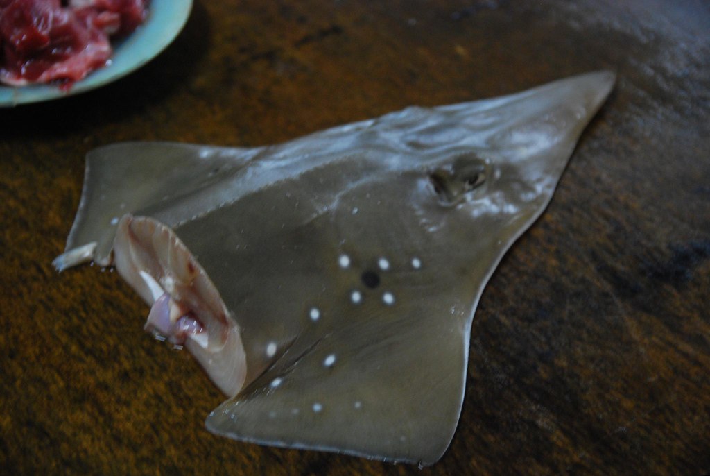 Shovelnose shark head Tanjung Api Fish Market Alpha Flickr