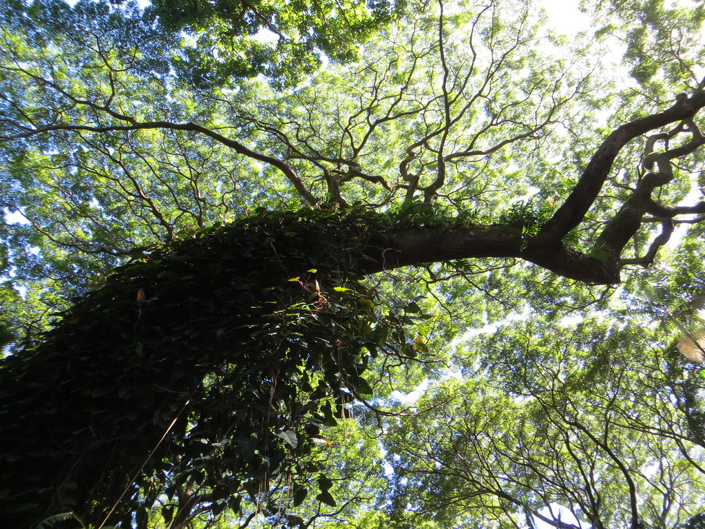 The Big Island Hawaii Tropical Botanical Garden north of H… Flickr