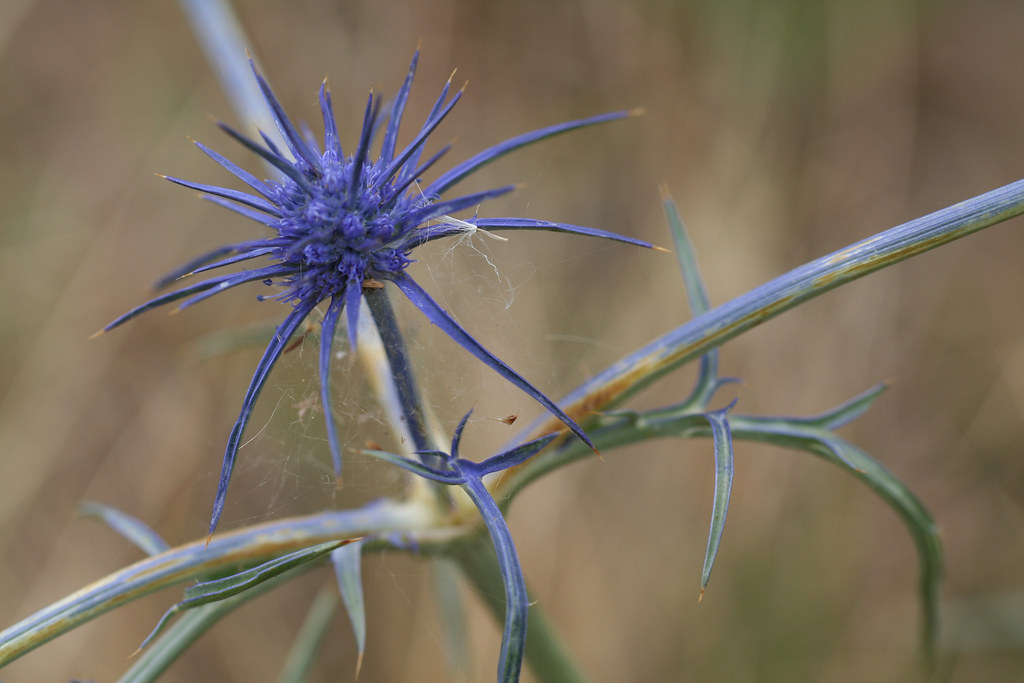 20121115_8583 Blue Devil Blue Devil Eryngium ovinum Flickr