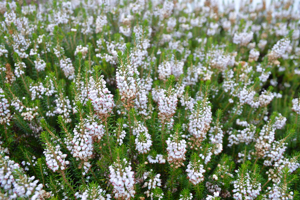 White Scottish Heather plant in Pitlochry, Scotland Flickr