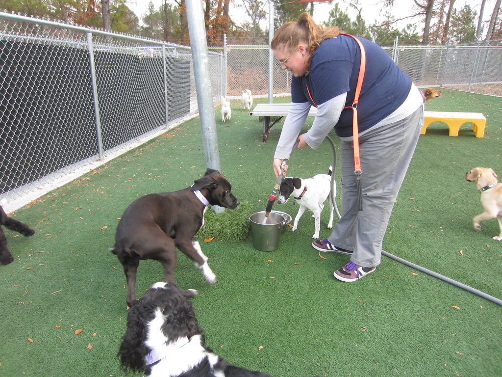 daycare (11) Suite Paws Pet Resort Flickr