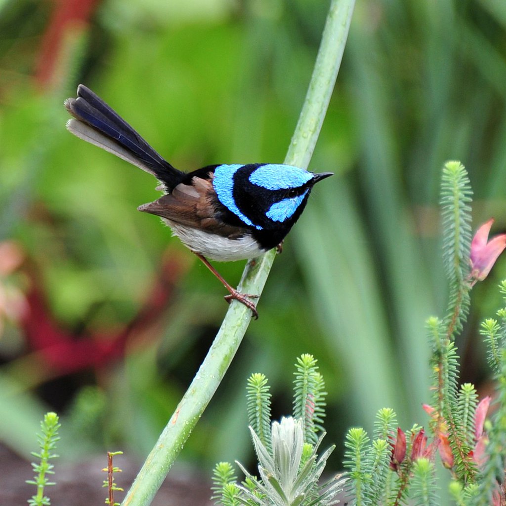 Superb Blue Wren The Superb Fairywren (Malurus cyaneus), … Flickr
