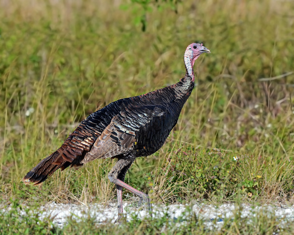 Florida Wild Turkey (Meleagris gallopavo osceola) This is … Flickr