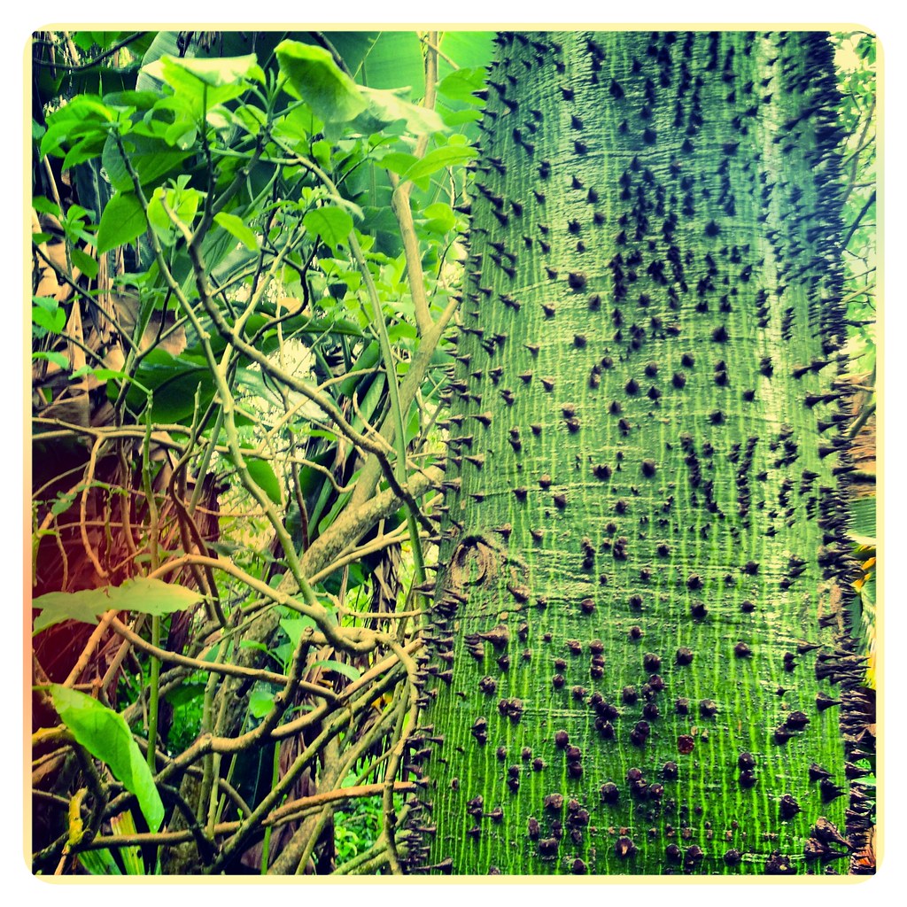 Chorisia insignis Drunk Tree Tropical Flowers Plants Trees… Flickr