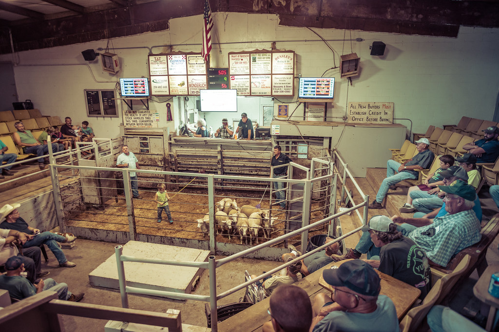 Livestock auction Farmers look for the right livestock for… Flickr