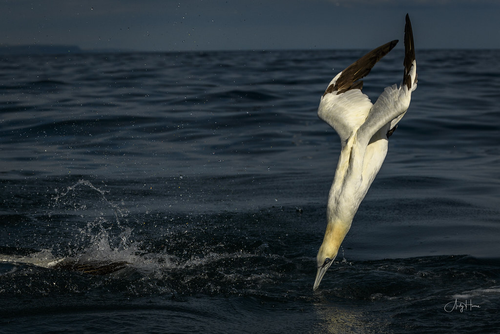 Diving (2 of 3) a photo on Flickriver