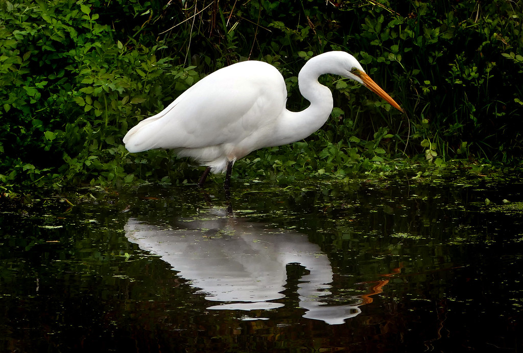 White heron,(Egretta alba modesta) a photo on Flickriver