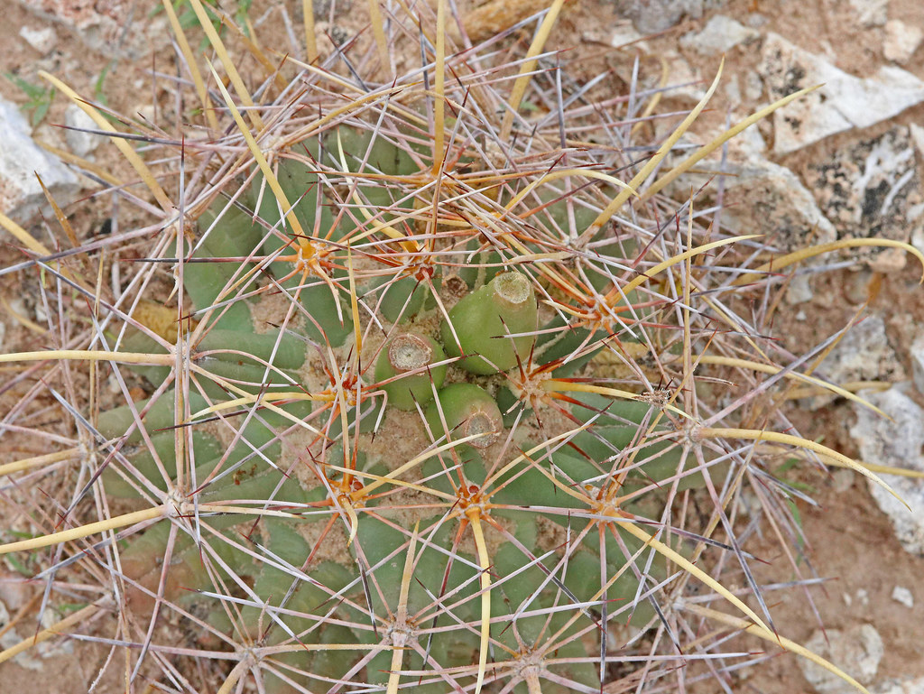 CAE016672a Pineapple Cactus east of Rincon, Dona Ana Co., … Flickr