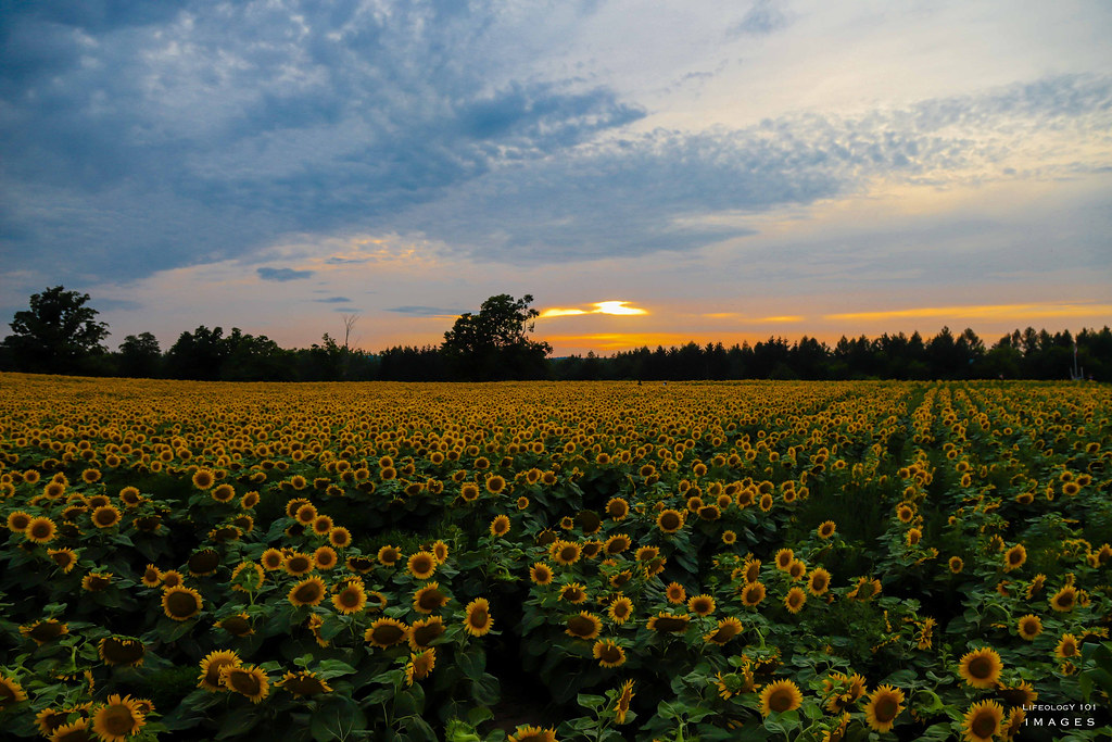 Sunflower Fields Ontario Sunflower Fields Sunset Flickr
