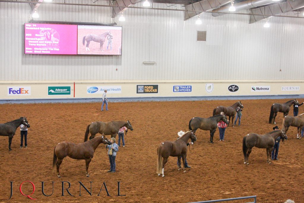 AQHA World Show Sale Preview AQHA Journal Flickr