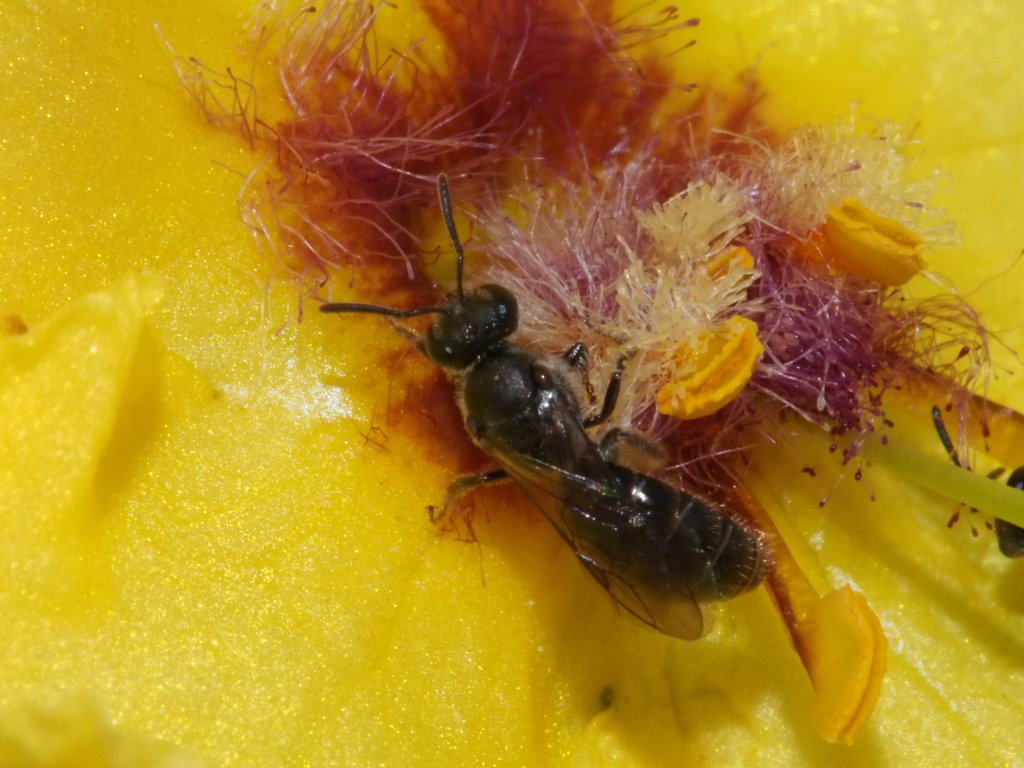 Native New Zealand Bee Native New Zealand Bee pollinating … Flickr
