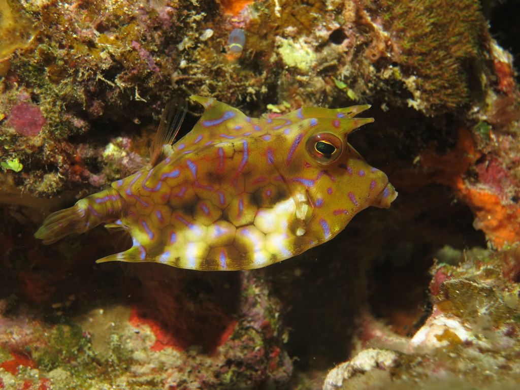Thornback cowfish Toilet Bowl, Okinawa, Japan 17 November