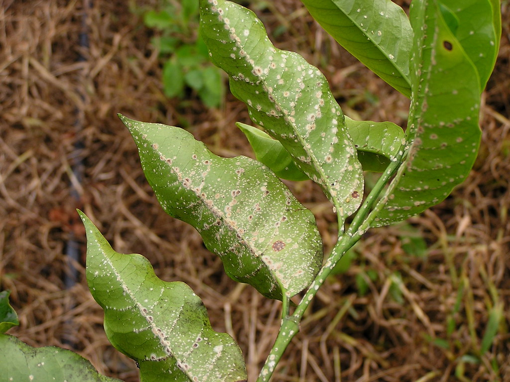 Green scale biocontrol fungus Green scale insects commonly… Flickr